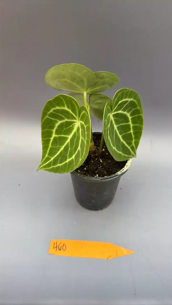 Anthurium Clarinervium -460 thumbnail