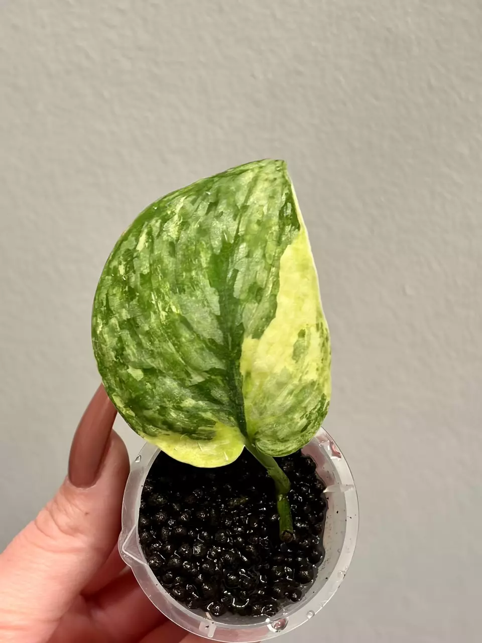 Scindapsus Leopard Aurea thumbnail