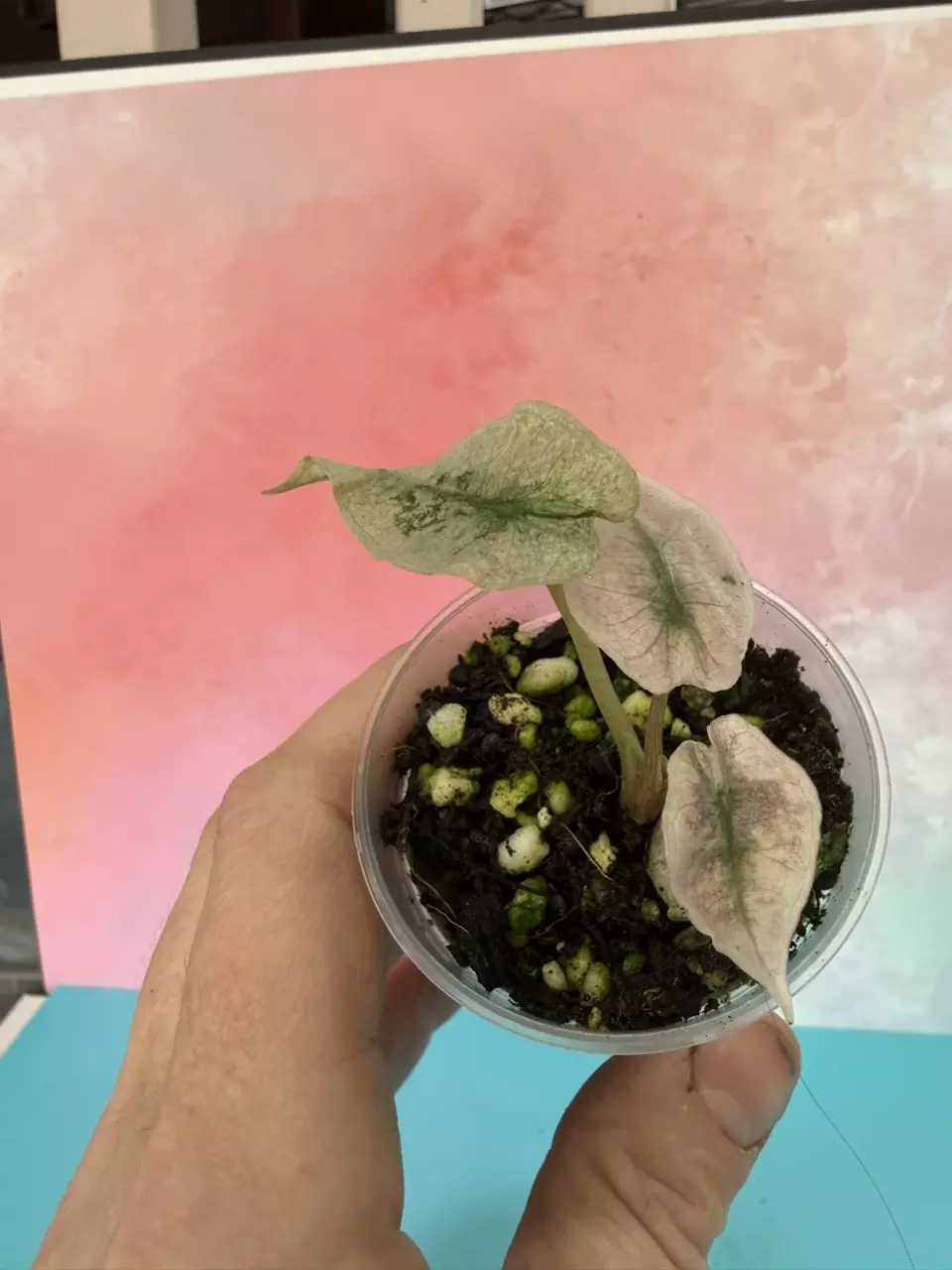 Alocasia Pink Polly Mint thumbnail