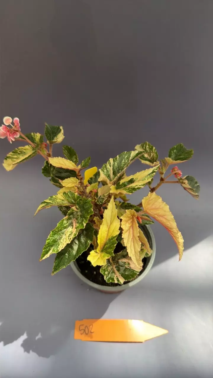 Begonia Ginny Galaxy - 502 thumbnail