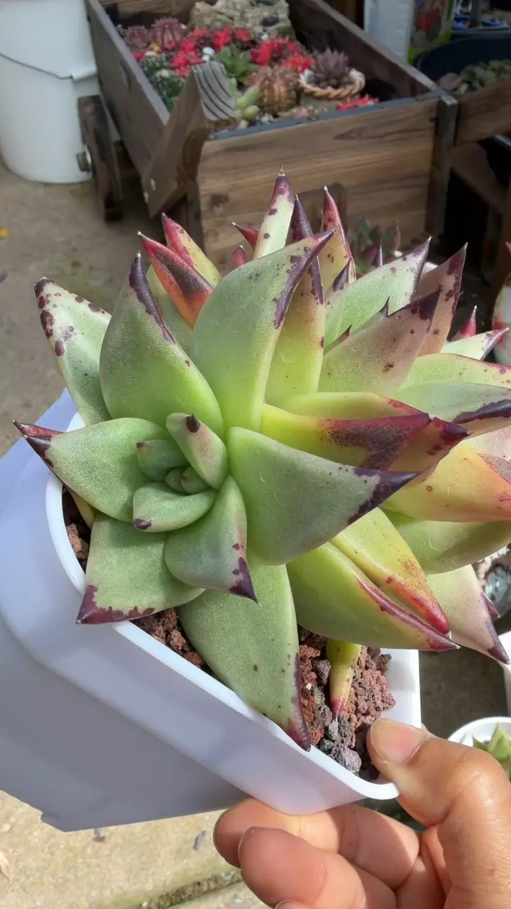 Ebony Echeveria—each rosette beautifully crested. thumbnail