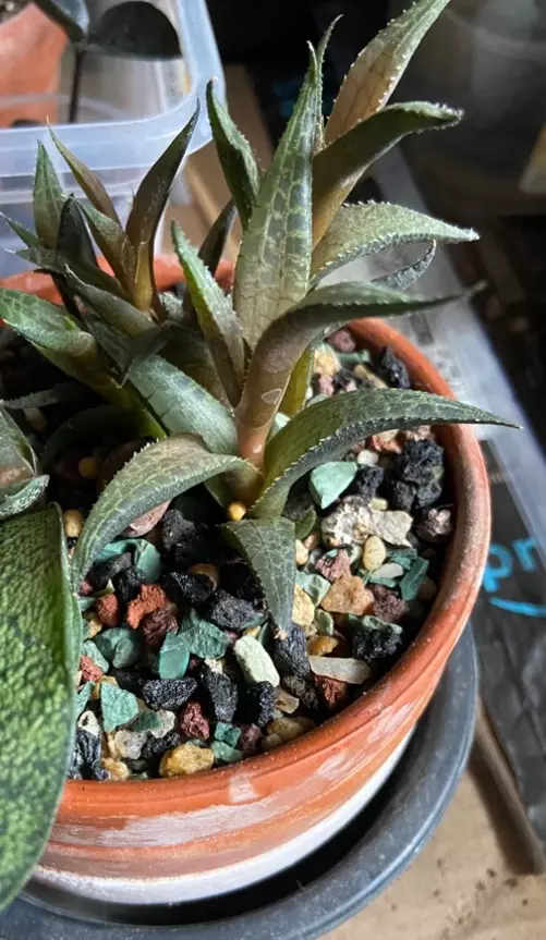 Haworthia Venosa Tessellata Rooted Pup thumbnail