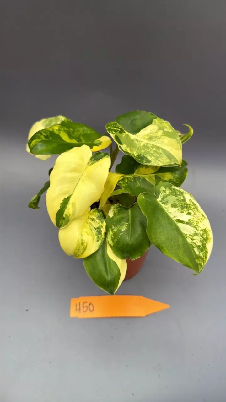 Philodendron Burle Marx Variegated - 450 thumbnail