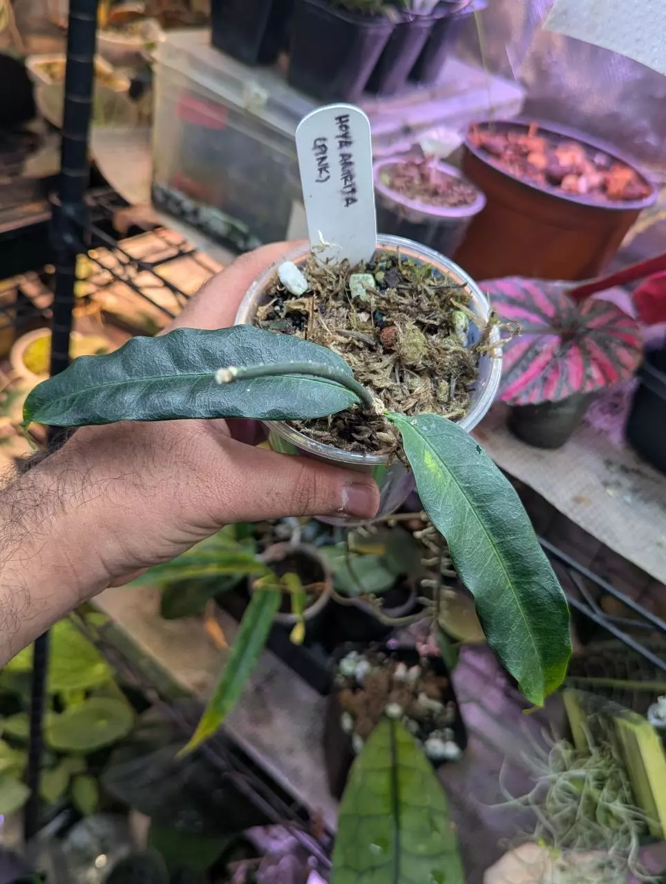 Hoya platycaulis 'amrita' pink thumbnail