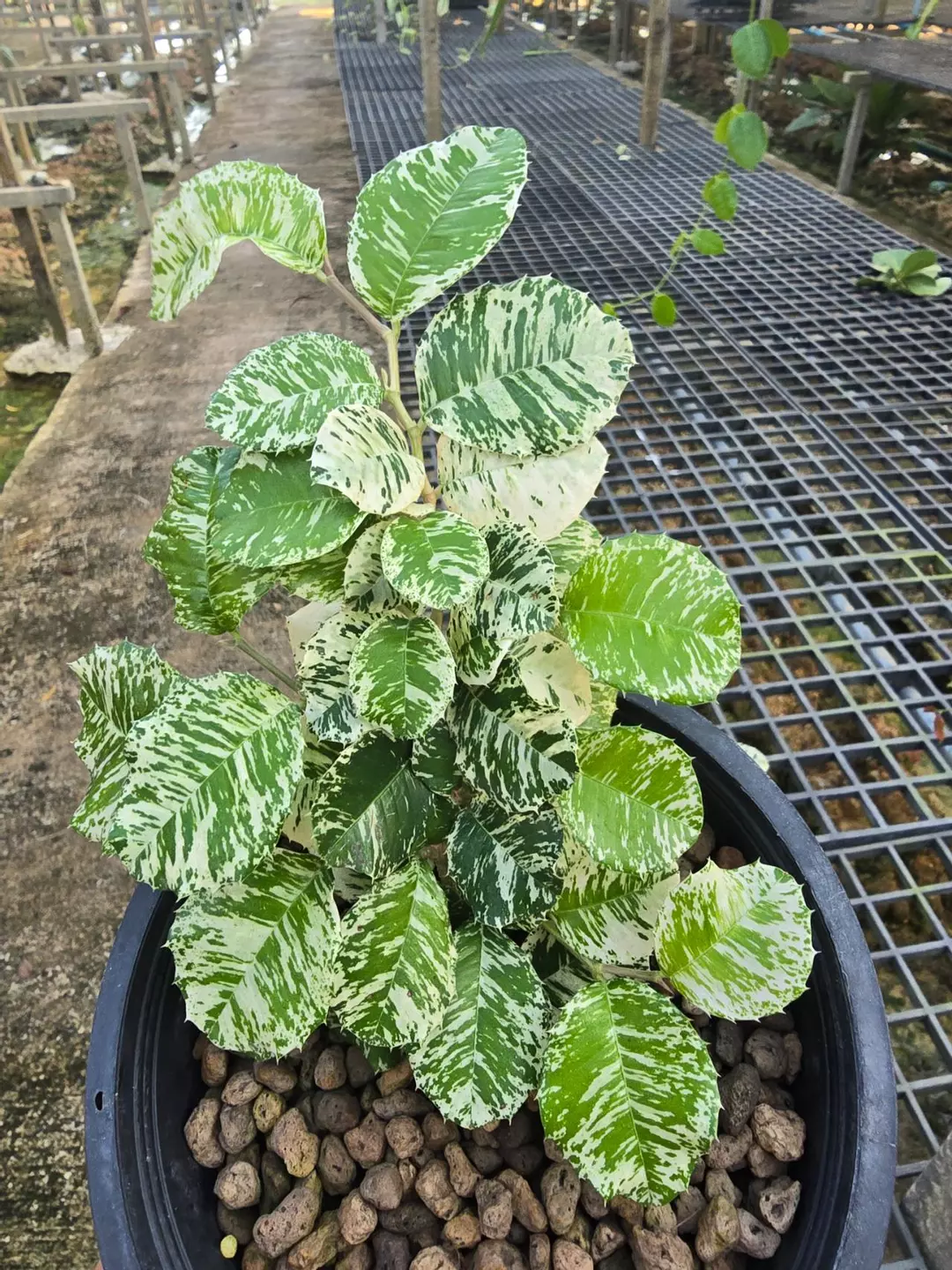 Hold my order thumbnail