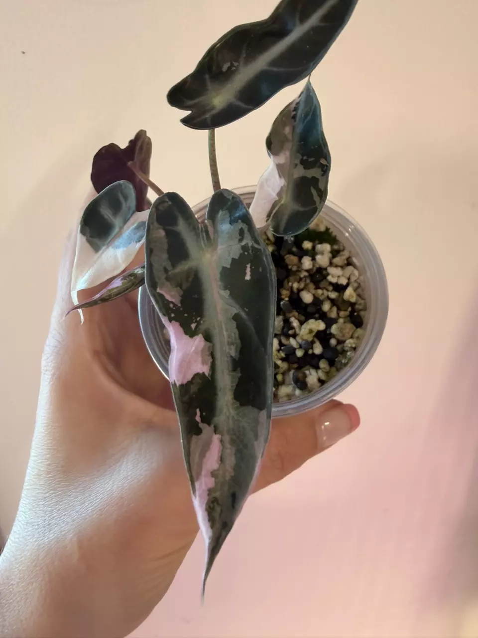 Alocasia Pink Bambino! 💖 thumbnail