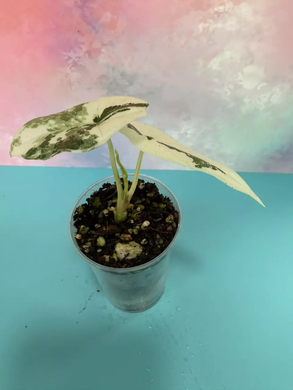 Alocasia Simpo Albo 2 leaf pup with 3rd leaf pushing thumbnail