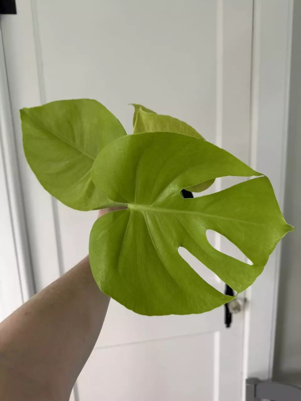 Monstera Lemon Lime with nice big leaves and some fenestrating thumbnail