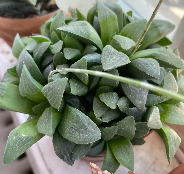 LaLa’s 🐈Deluxe Succulent Box (6) thumbnail