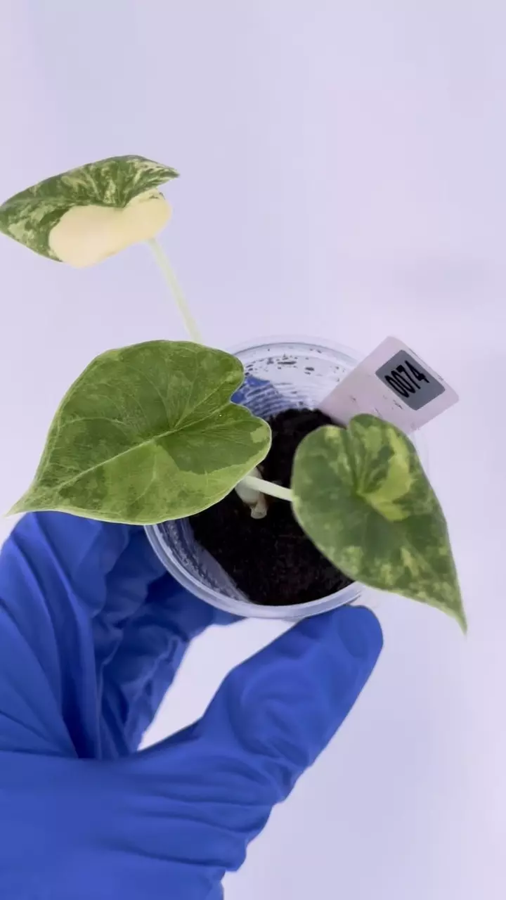 Alocasia Melo Aurea flawless color #74 thumbnail