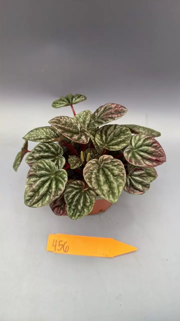 Peperomia Caperata Red Beauty - 456 thumbnail