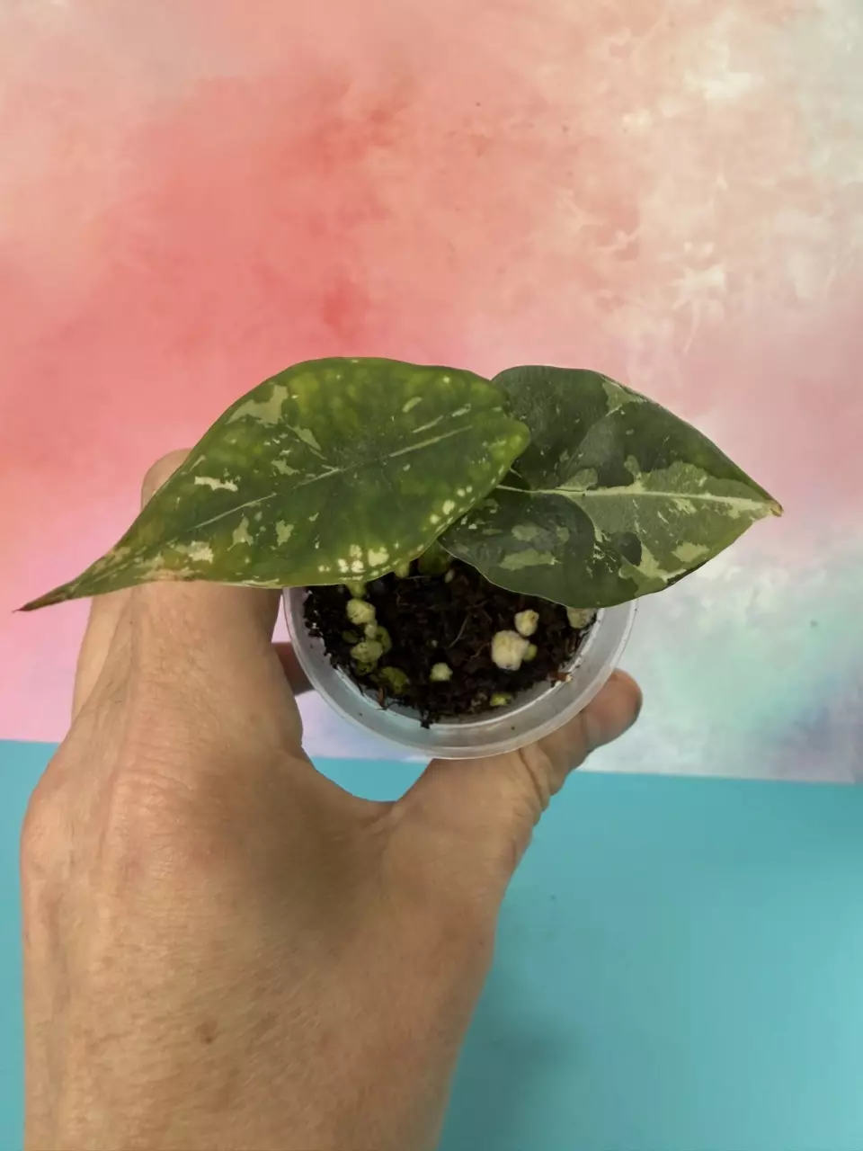 Alocasia Dragonscale Albo thumbnail