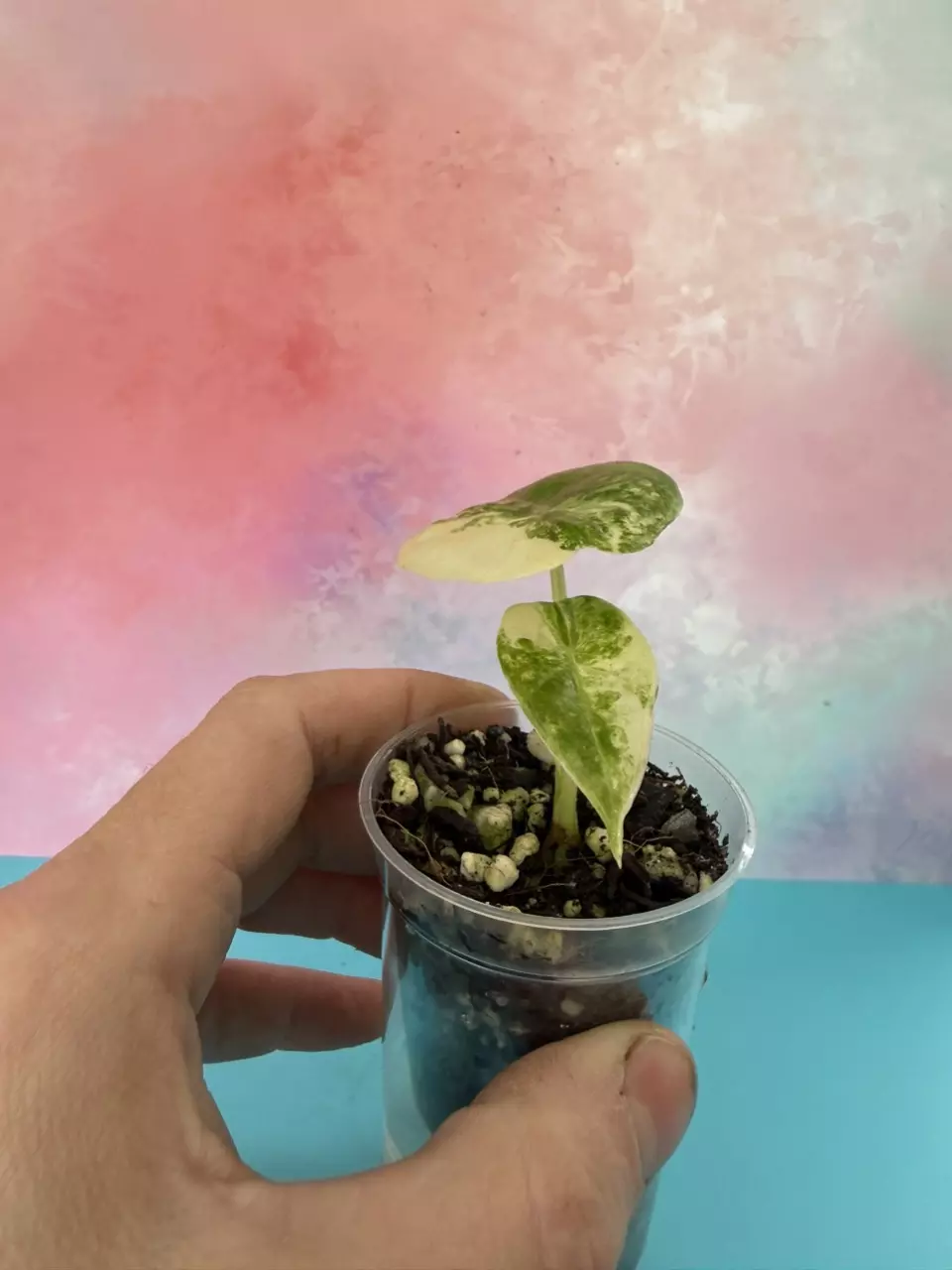 Alocasia Longiloba Aurea Pup thumbnail