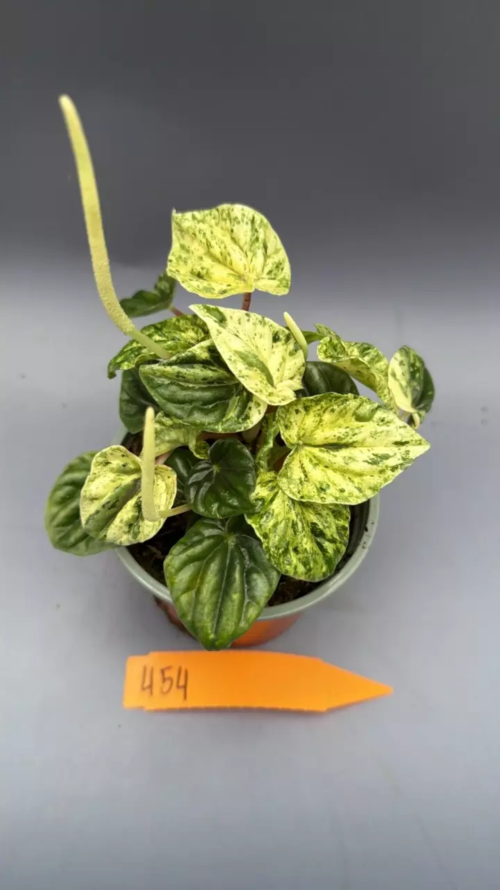 Peperomia Caperata Buenos Aries - 454 thumbnail
