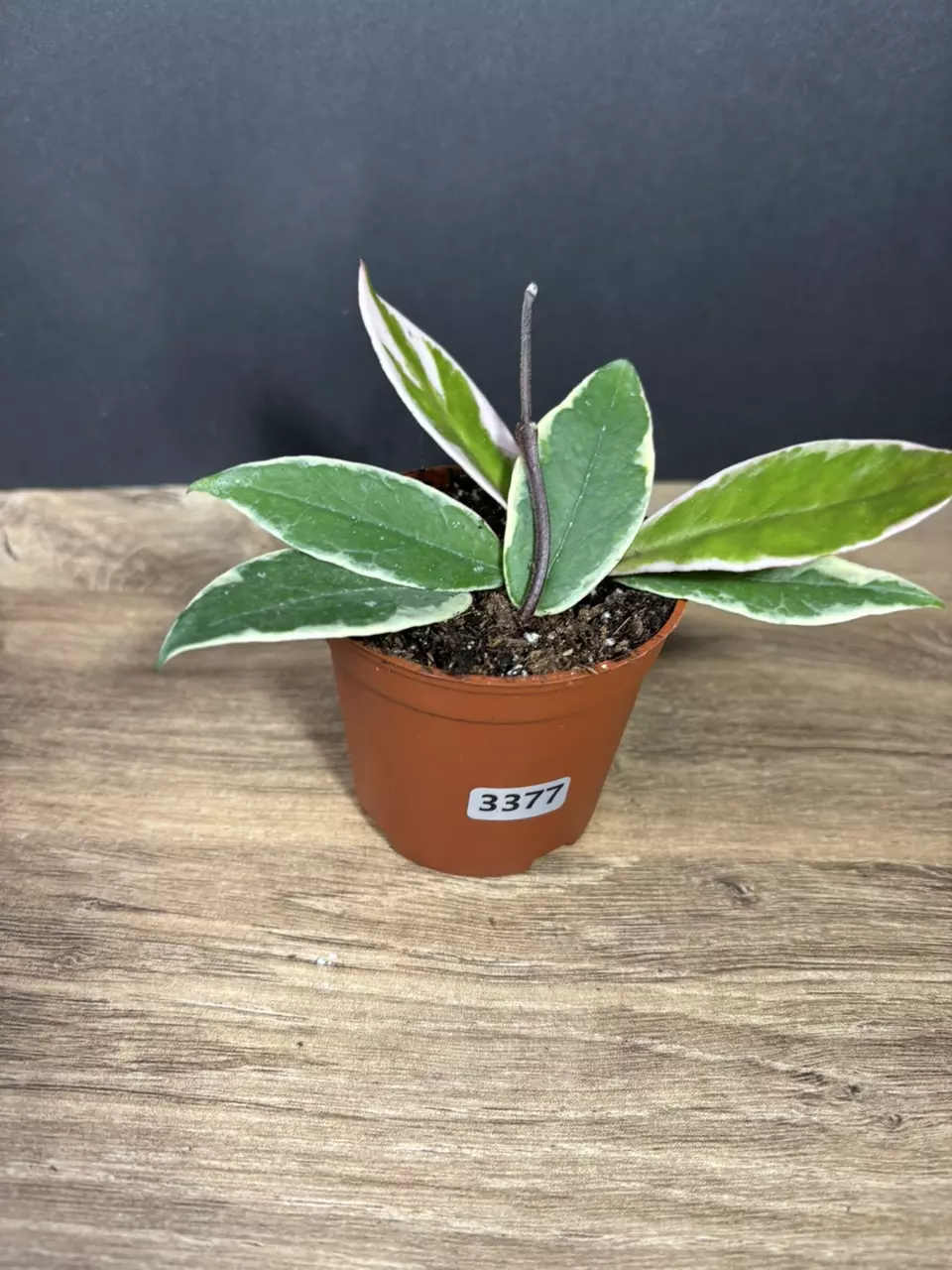 Hoya Flamingo Dream 3” 3377 thumbnail