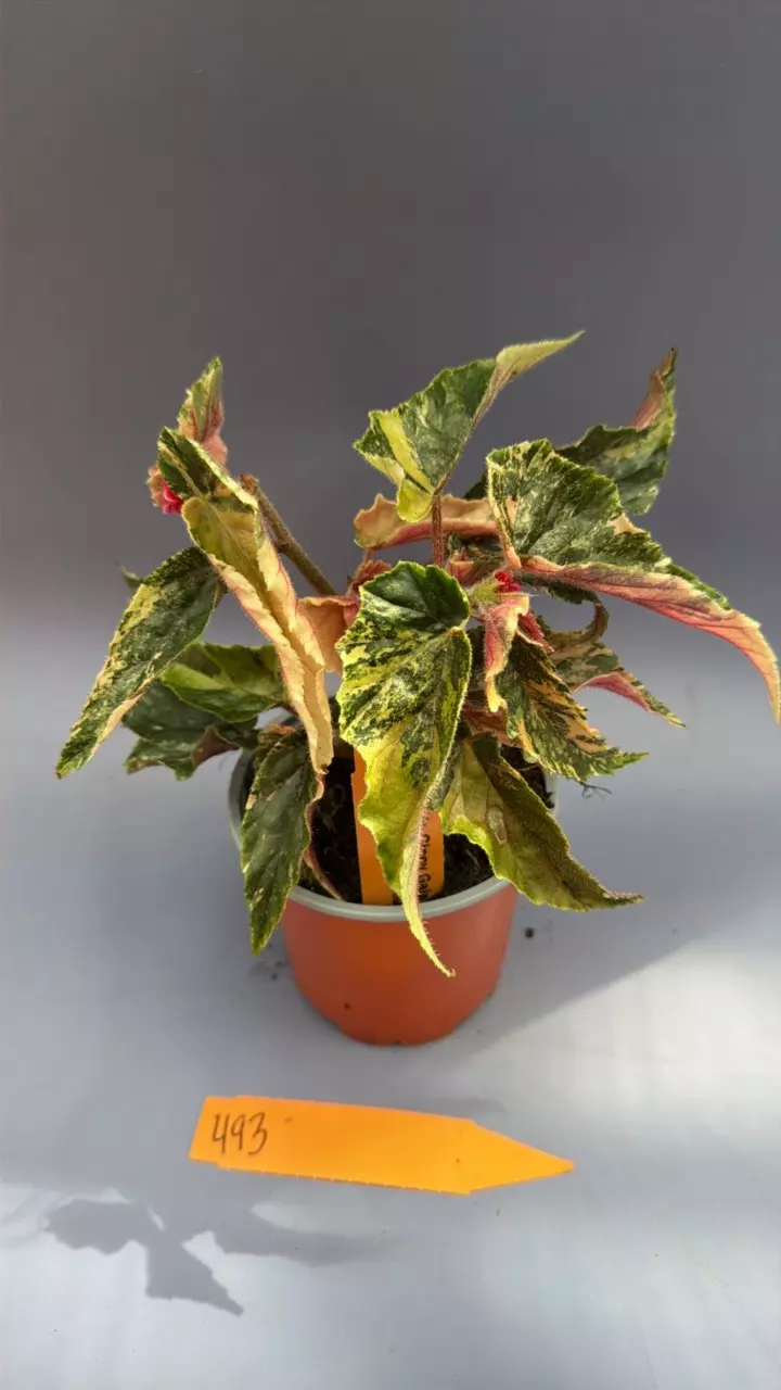 Begonia Ginny Galaxy - 493 thumbnail