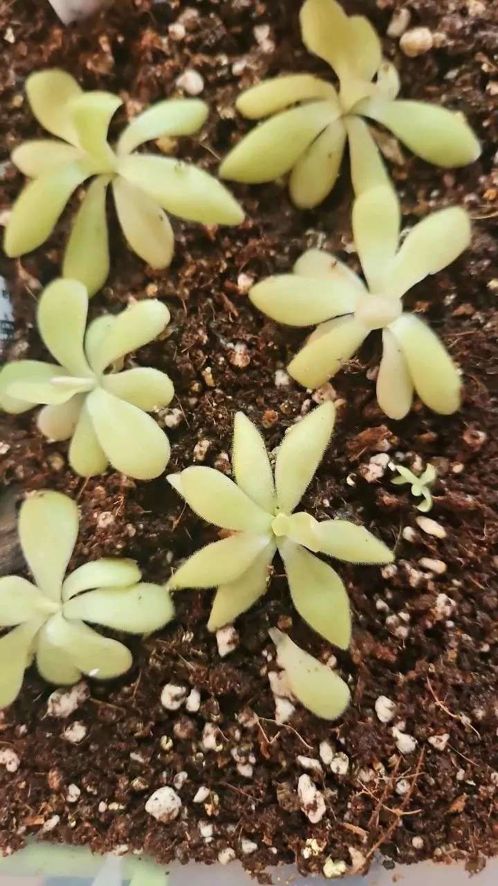 Pinguicula agnata zimapan thumbnail