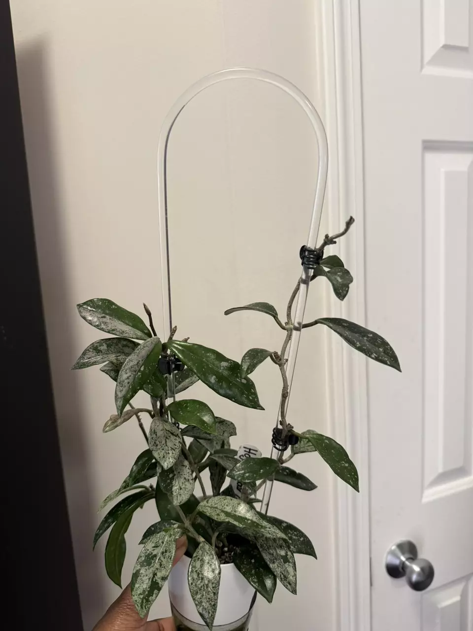 Hoya Wilbur Graves 'China' thumbnail