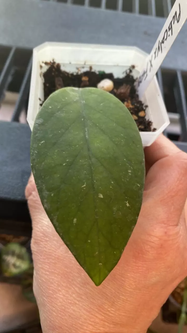 Hoya Pubicalyx x Fungii thumbnail