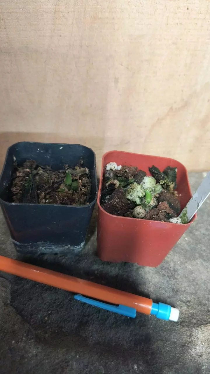 Anthurium clavigerum - sprouted node thumbnail