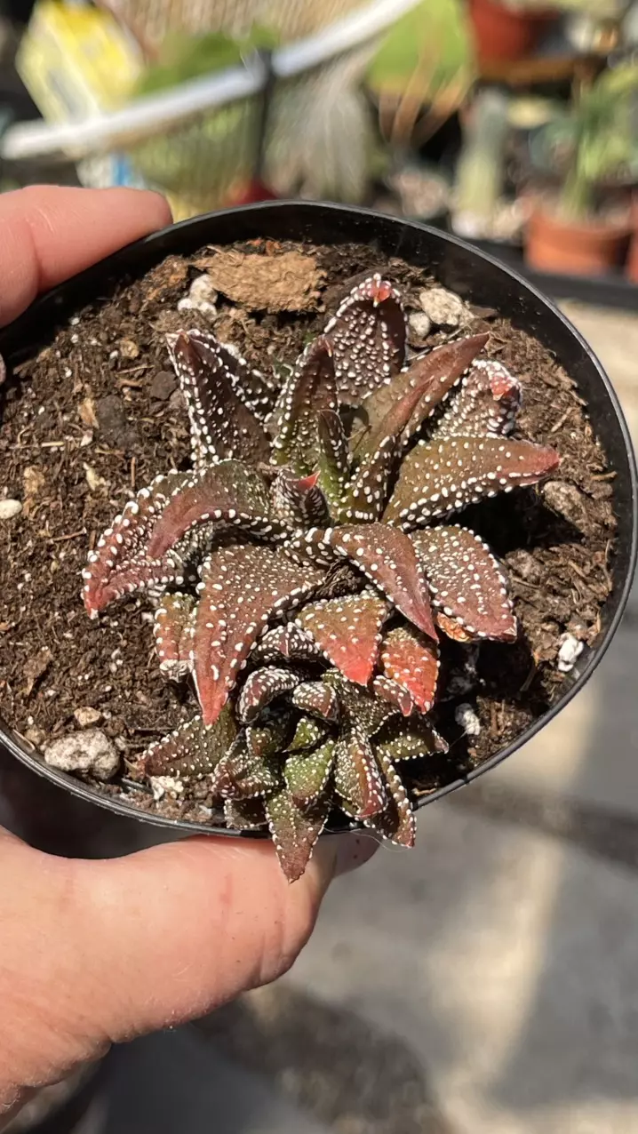 Haworthia Attenuata var Enon 3” thumbnail