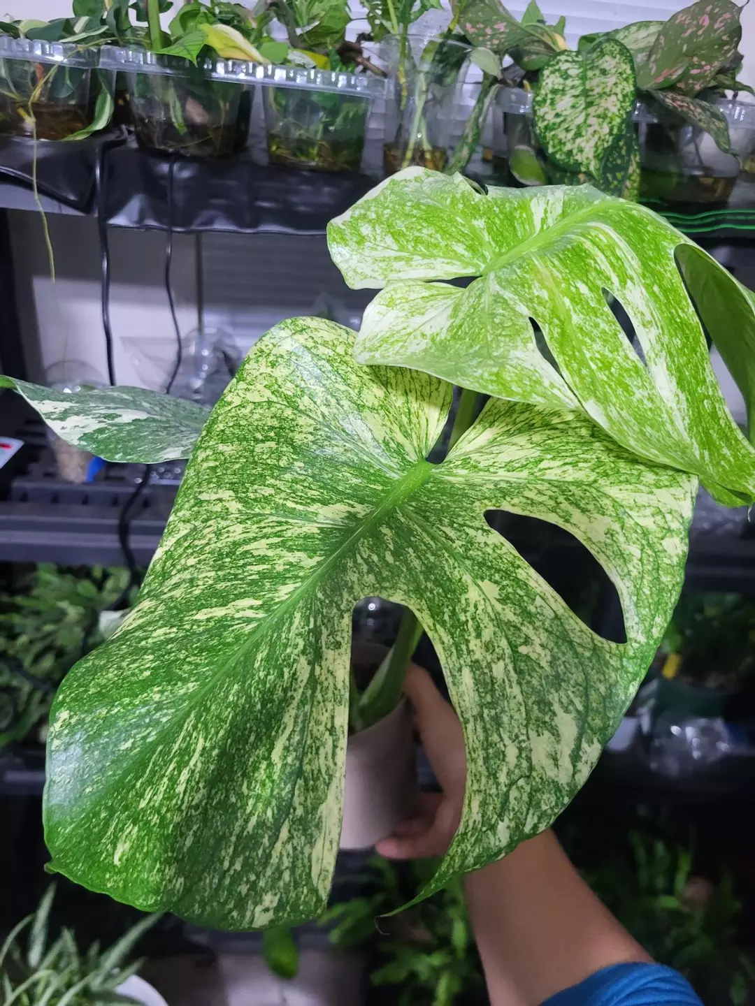 Monstera white monster thumbnail