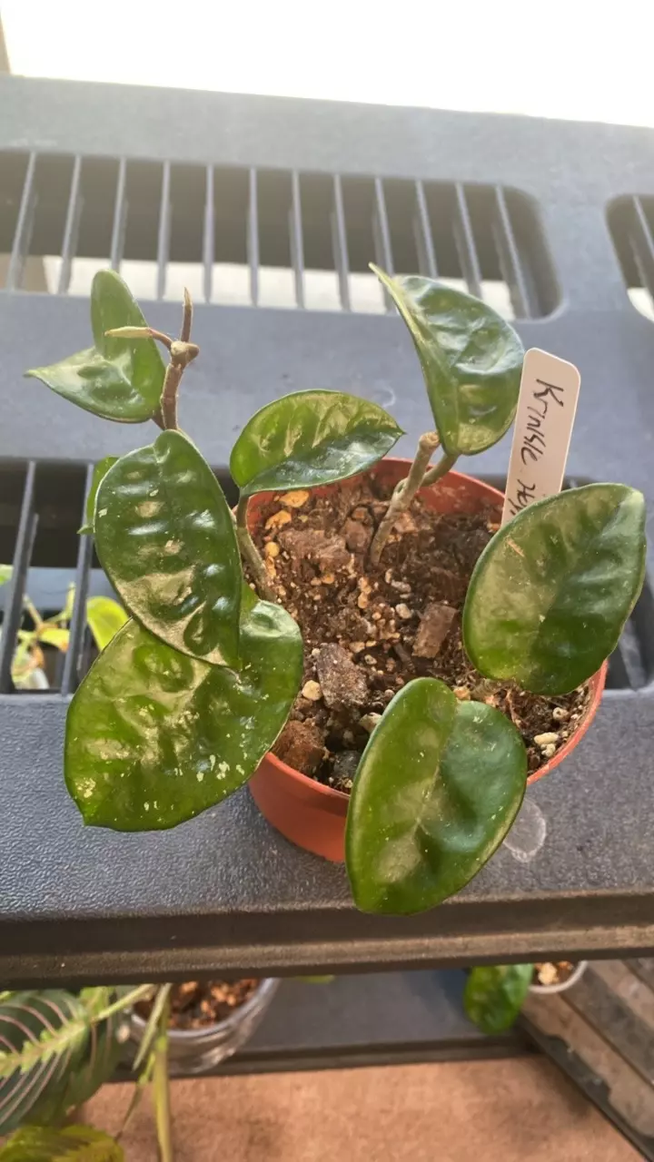 Krinkle Hoya 3 in planter thumbnail