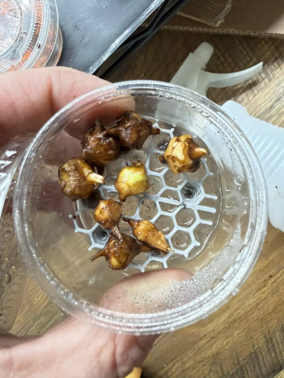 Alocasia Gageana Albo corms thumbnail