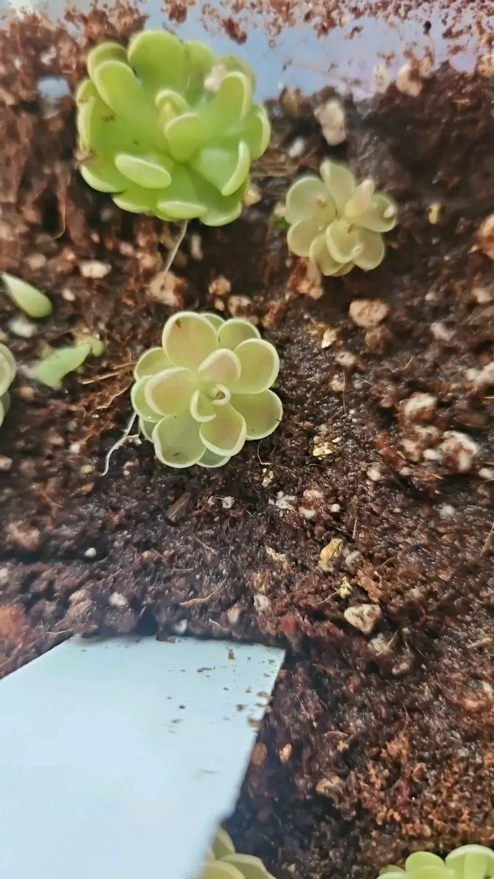 Pinguicula YuccaDo 1717 thumbnail
