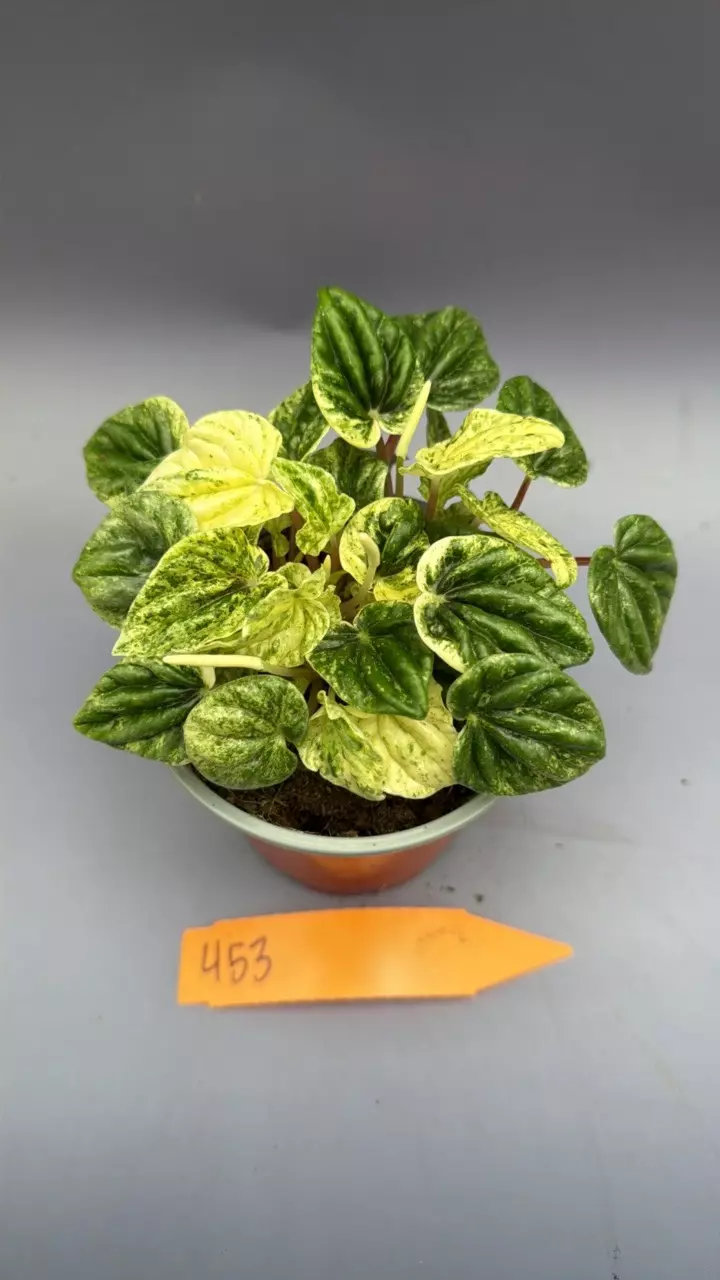 Peperomia Caperata Buenos Aries - 453 thumbnail