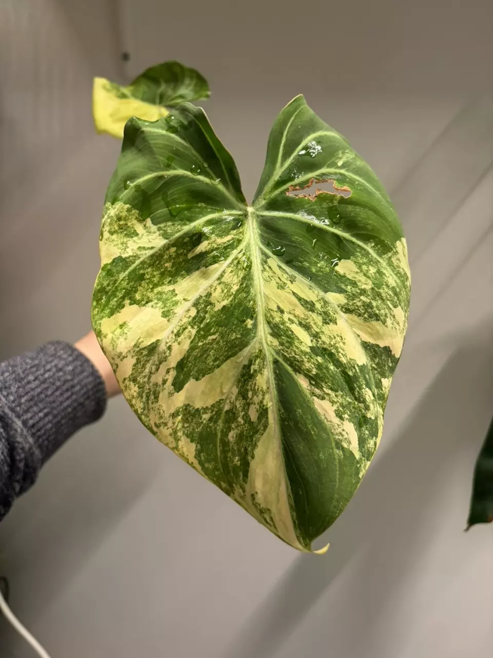 Philodendron Gloriosum Aurea Variegated thumbnail