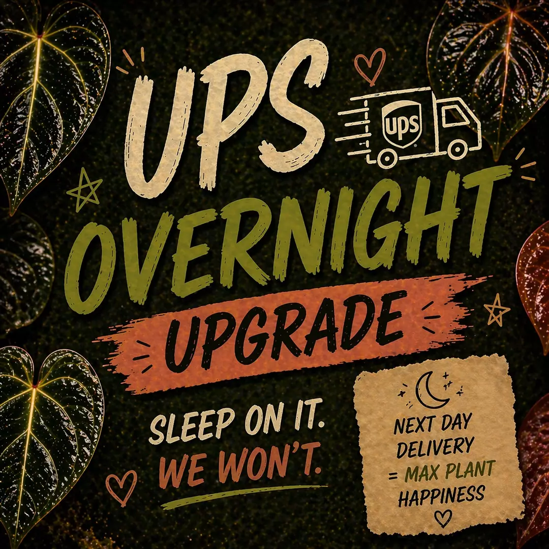 UPS Overnight Upgrade thumbnail