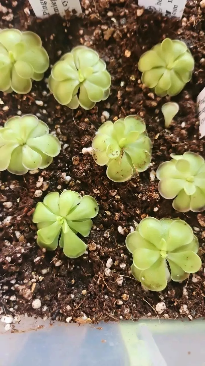 Pinguicula hemiepiphytica x cyclosecta thumbnail