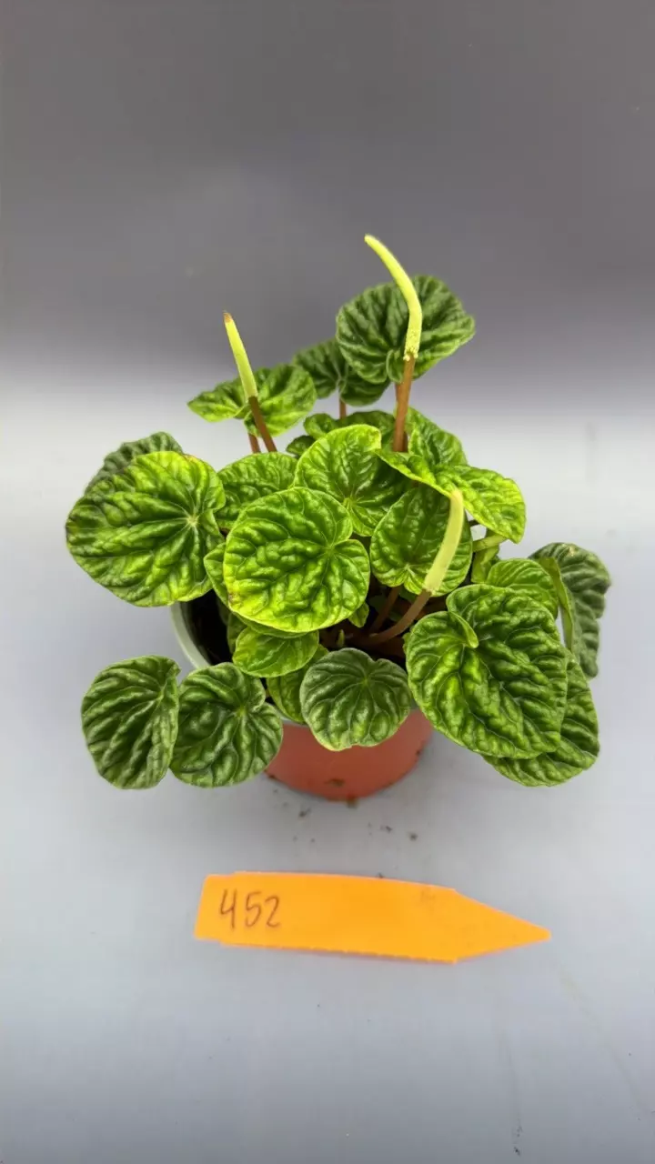 Peperomia Caperata Emerald Ripple - 452 thumbnail