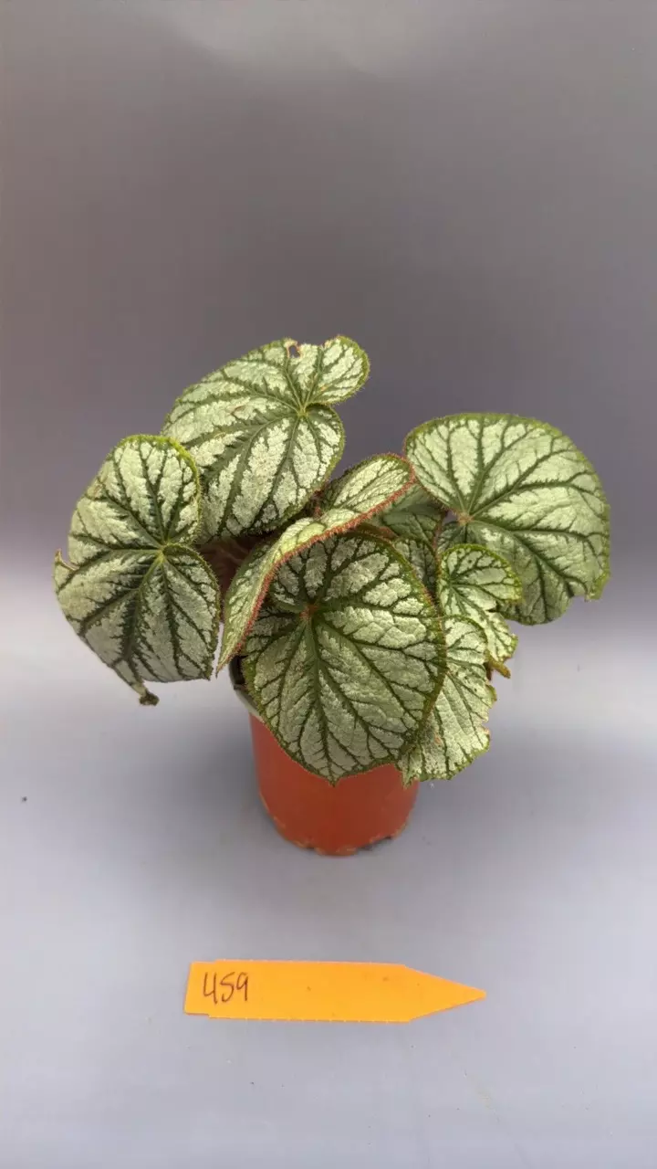 Begonia Moon Moss - 459 thumbnail