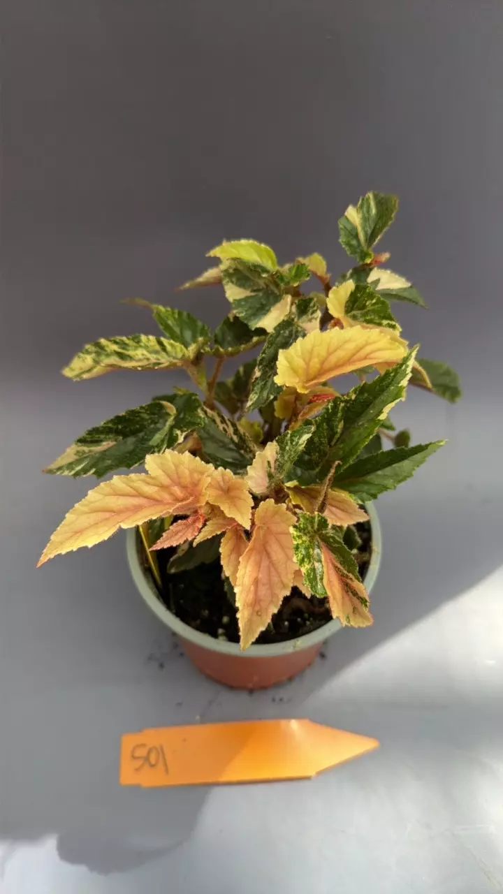 Begonia Ginny Galaxy - 501 thumbnail