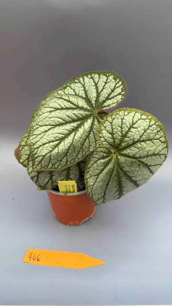 Begonia Moon Moss - 466 thumbnail