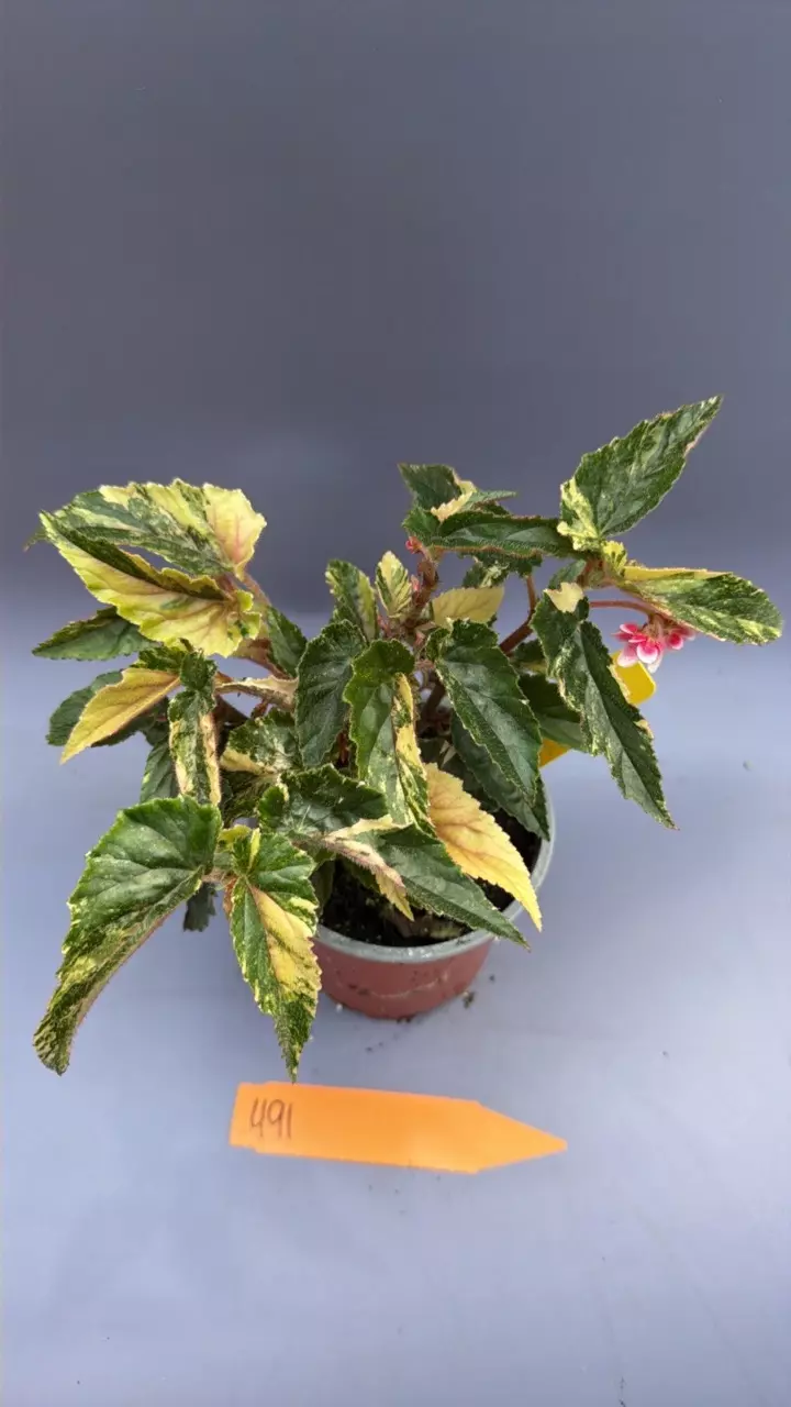 Begonia Ginny Galaxy - 491 thumbnail