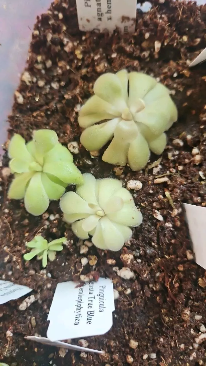 Pinguicula agnata true blue x hemiepiphytica thumbnail