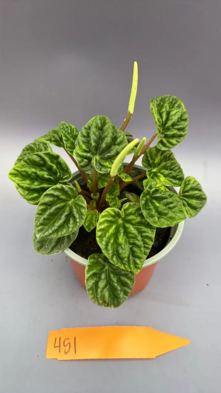 Peperomia Caperata Emerald Ripple - 451 thumbnail