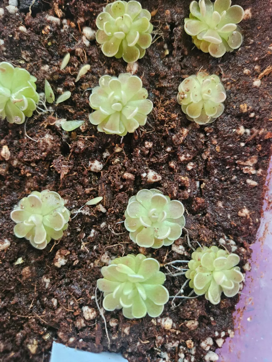 Pinguicula sp. Minas des asbestos thumbnail