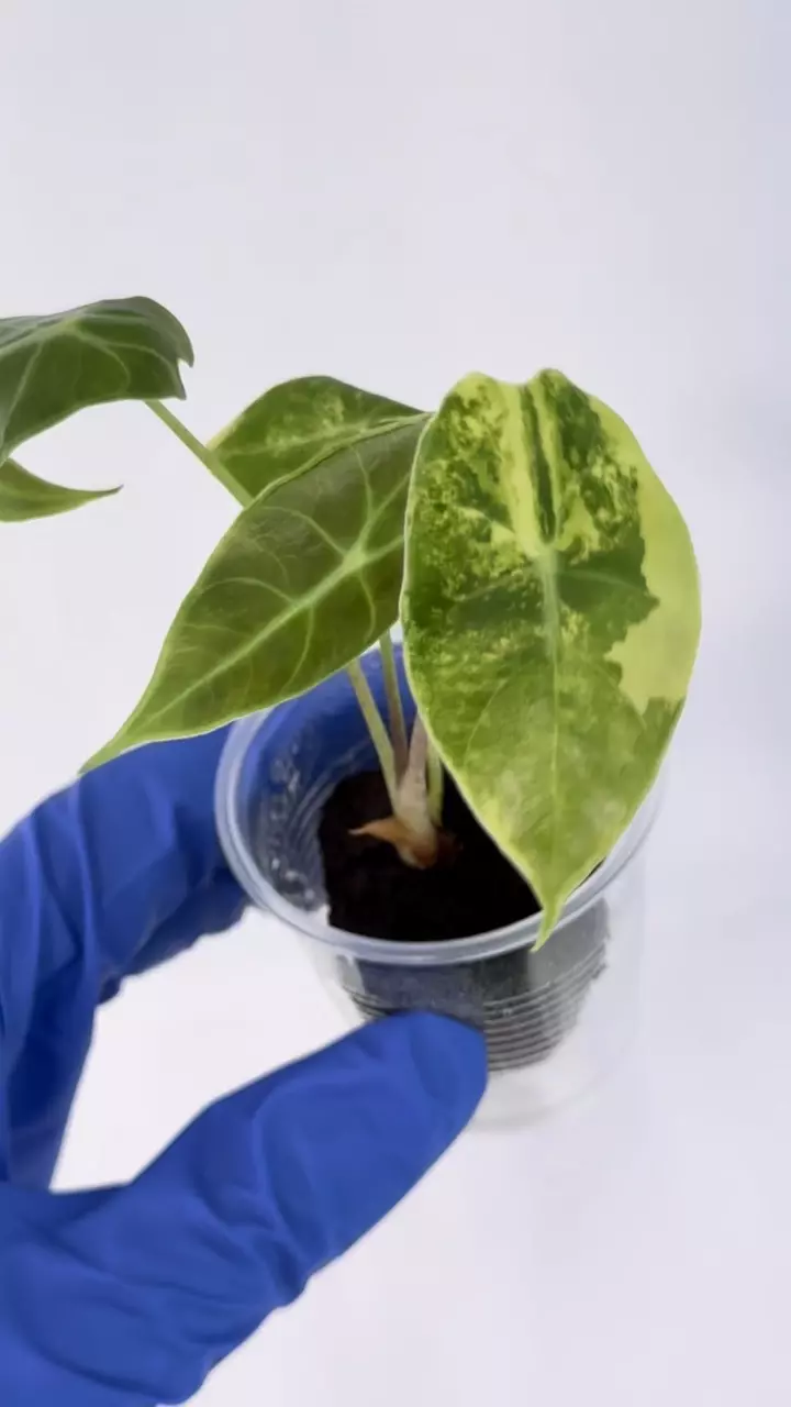 Alocasia Suhirmaniana Aurea Var #101 thumbnail