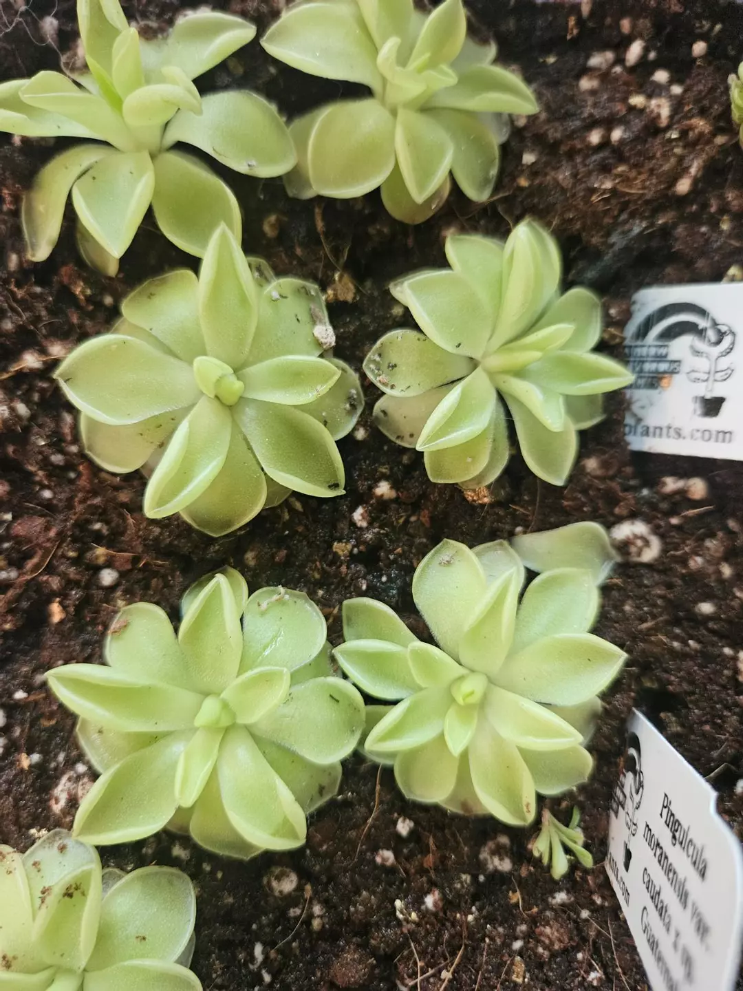 Pinguicula Moranensis Var. Caudata x sp. Guatemala thumbnail
