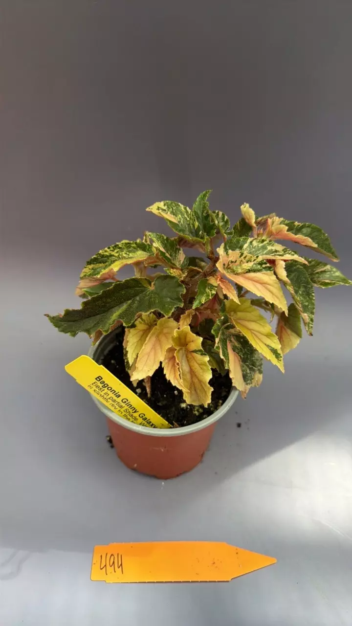 Begonia Ginny Galaxy - 494 thumbnail