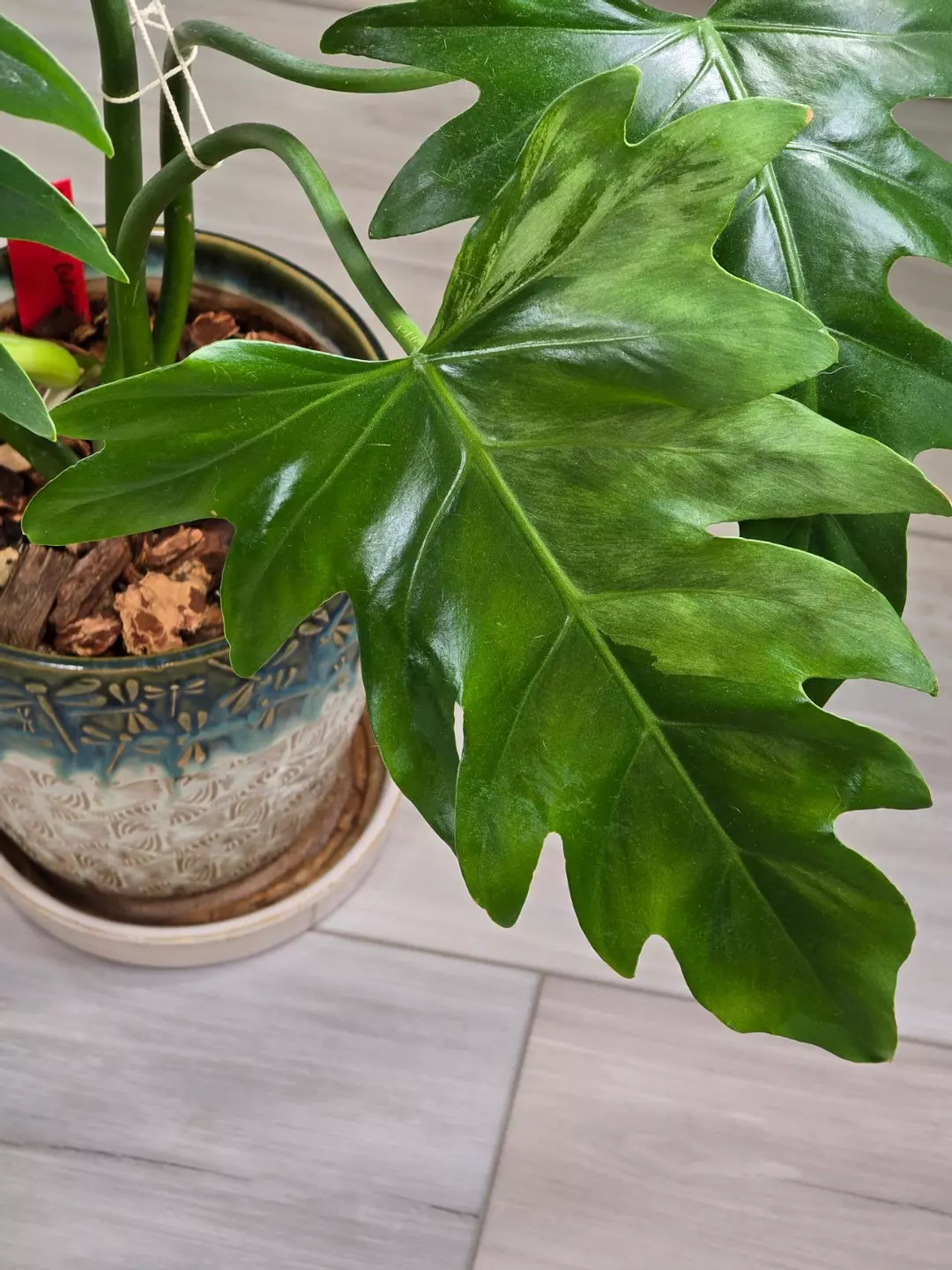 Philodendron Radiatum Variegated #277 thumbnail