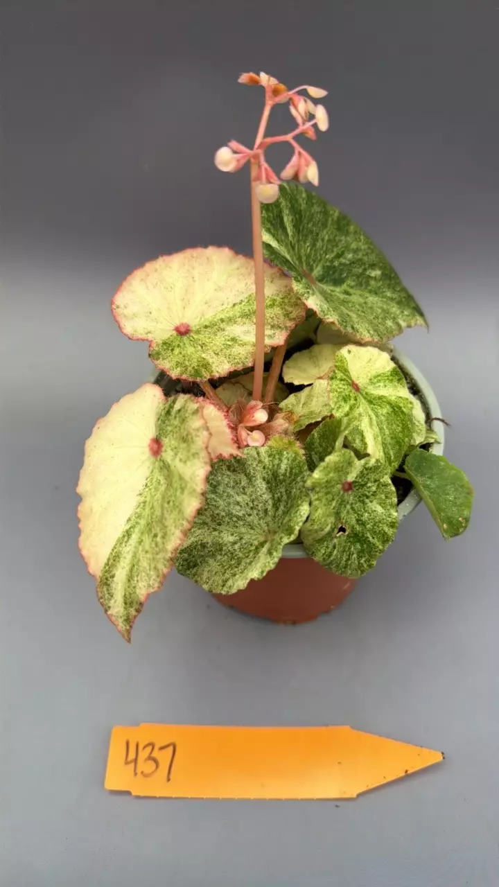 Begonia Rouge Variegated - 437 thumbnail