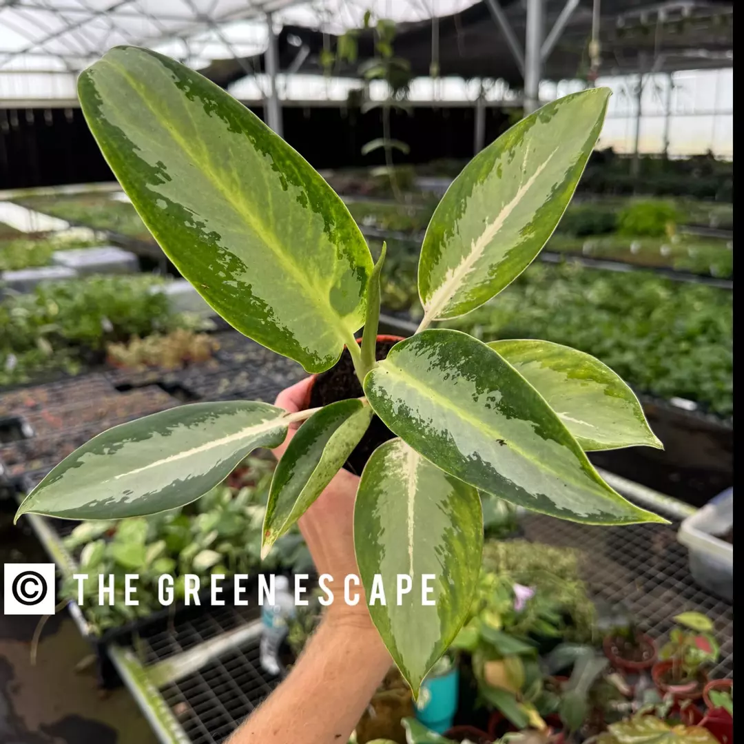 Aglaonema green bowl 4” Pot Growers Choice thumbnail