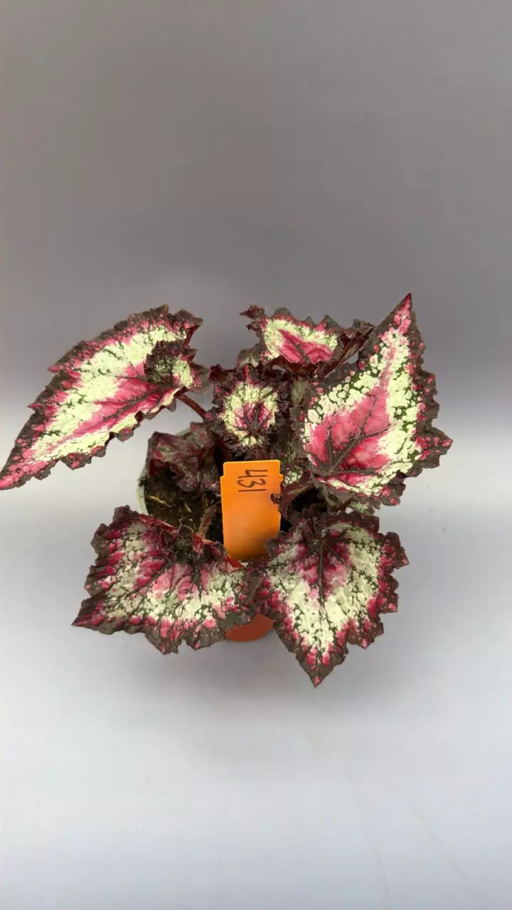Begonia Rex Odissi - 431 thumbnail