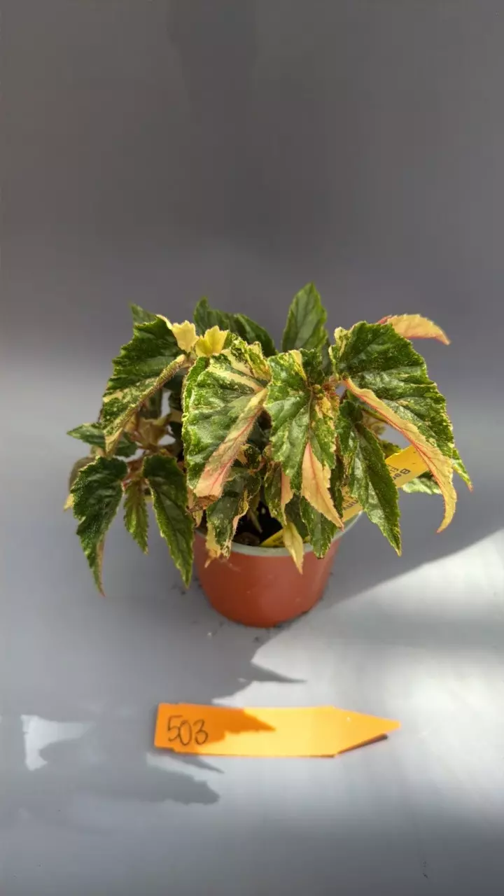 Begonia Ginny Galaxy - 503 thumbnail