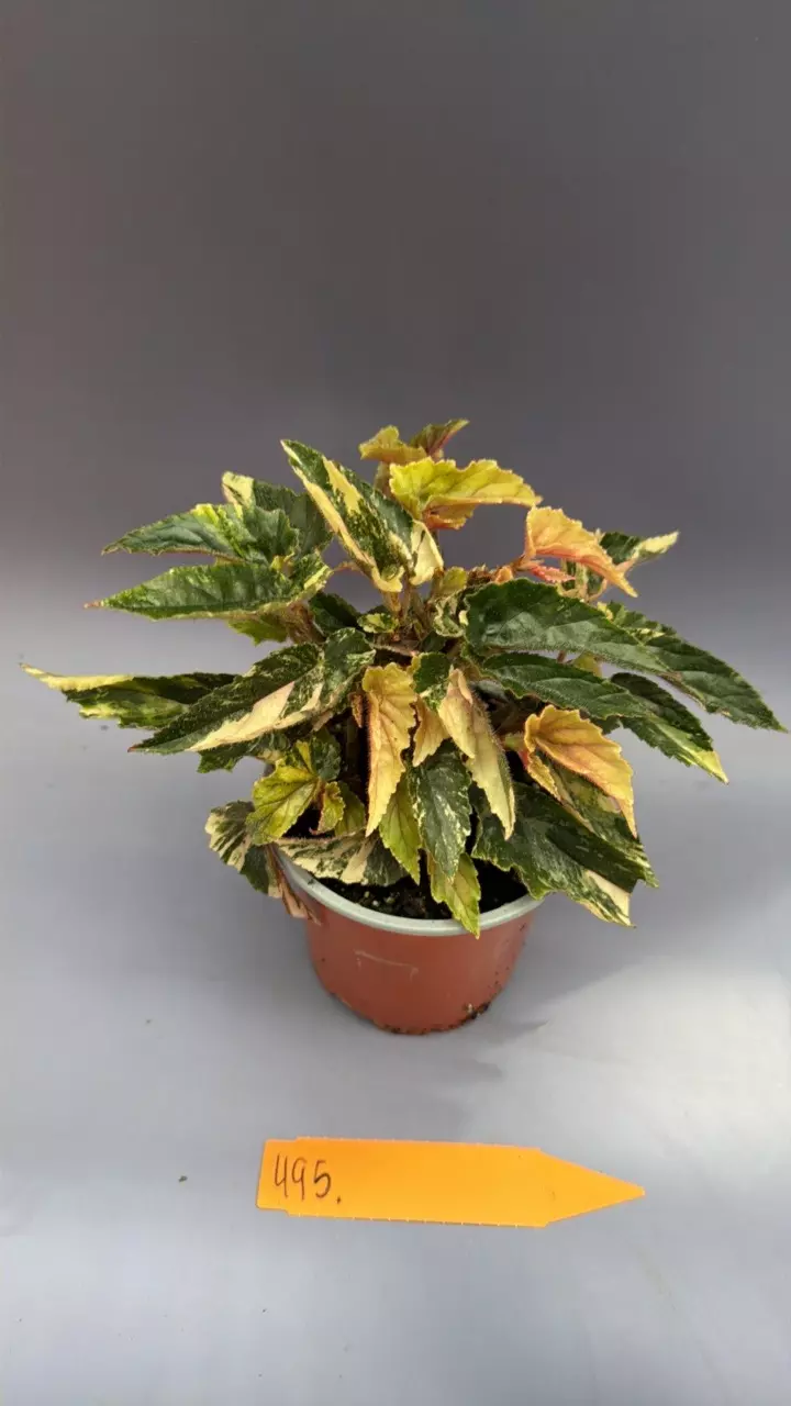 Begonia Ginny Galaxy - 495 thumbnail